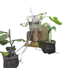 Boga Sampoerna L.H.E