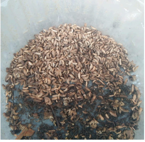 Pengelolaan Sampah Organik Melalui Pemanfaatan Maggot BSF